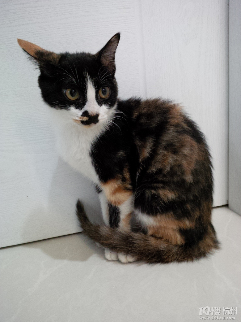 三个月玳瑁小猫咪寻领养