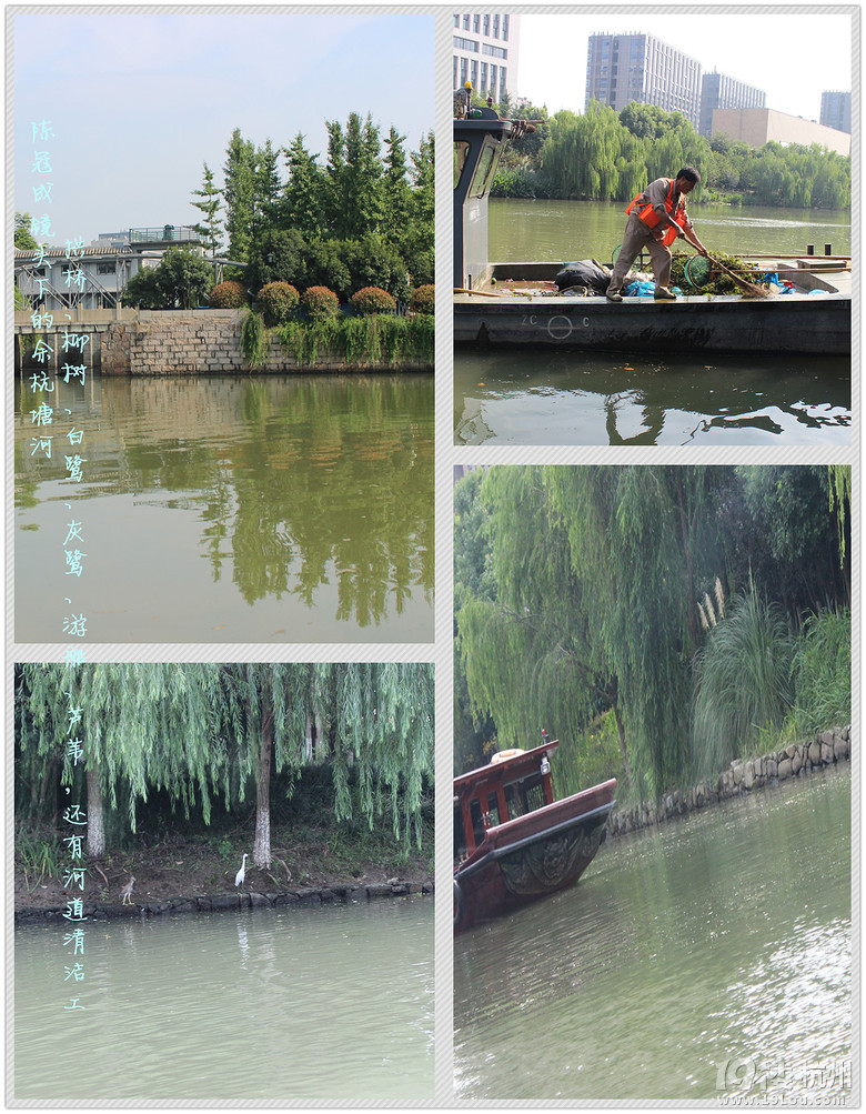 美麗的余杭塘河(三)------"五水共治"我們?cè)谛袆?dòng)