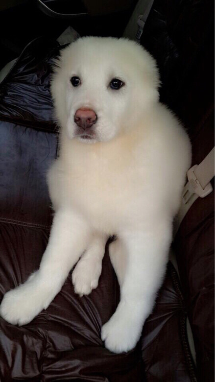 纯白可爱中亚牧羊犬转让