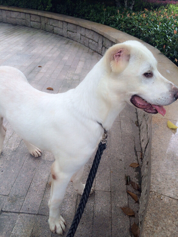 纯白可爱中亚牧羊犬转让