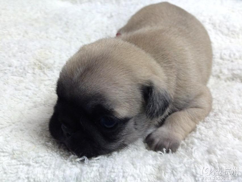 萌萌哒的小巴哥