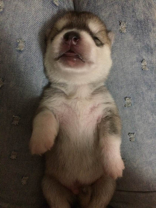 我家哈士奇黄金眼血统,生了一窝萌宝宝