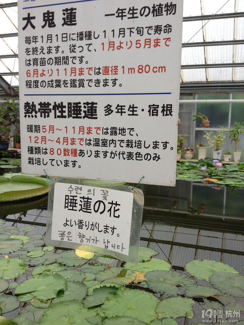 【和你在一起】魅力日本游—蓝天草原火山温泉（有图有真相）