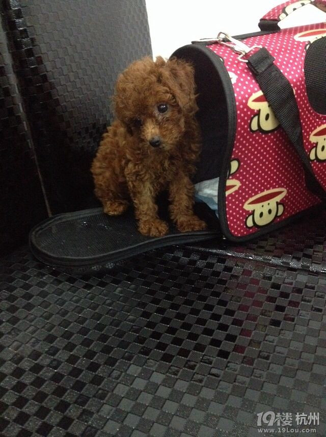 大家不要去兴业街景州公寓--宠物联盟店买宠物