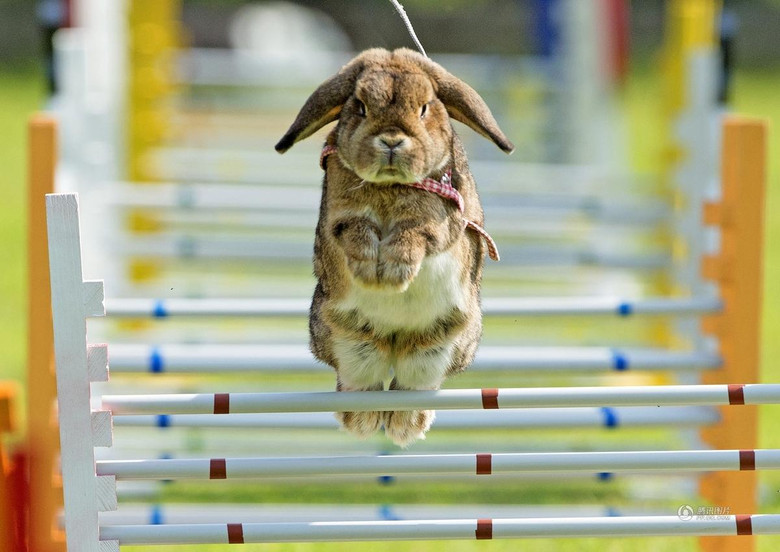 德国兔子跨栏比赛 萌态十足滑稽可爱