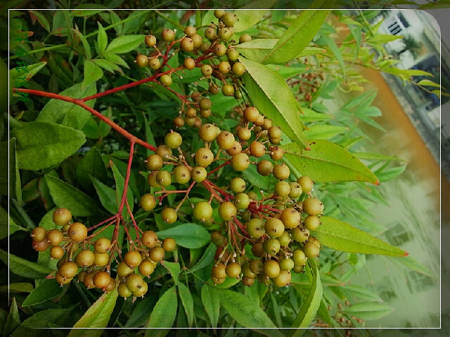 手机拍南天竹果