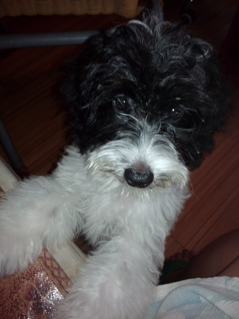 家养玩具泰迪 花贵" 奶牛"出窝了,7星狗找有爱心的新主人