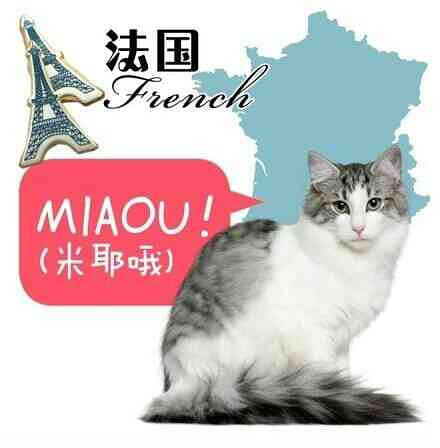 各个国家用来形容猫叫的声音