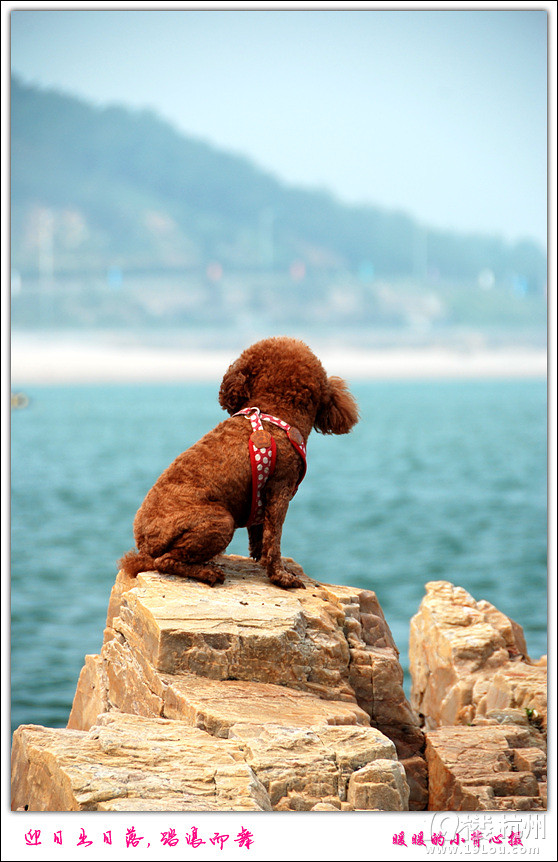 帶狗狗自駕青島威海煙臺游,各種快樂及心酸