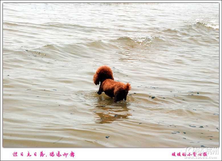 帶狗狗自駕青島威海煙臺游,各種快樂及心酸