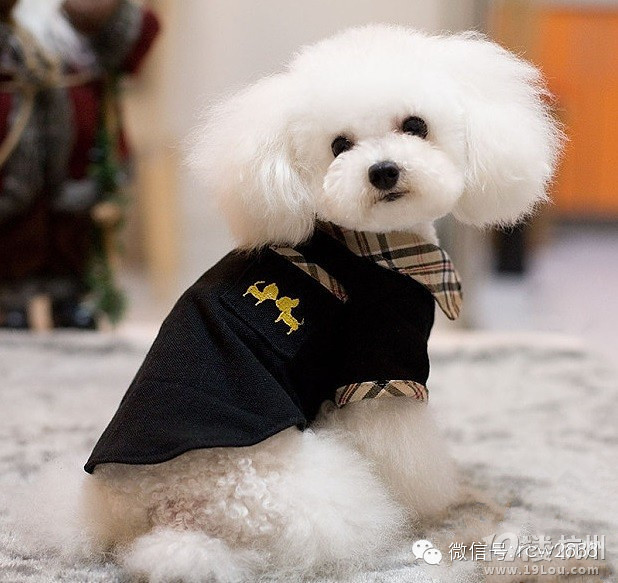 【狗狗百科】狗狗常见疾病的治疗方法