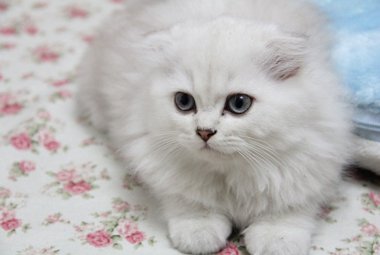 家养极品高地折耳猫,短毛折耳猫.品相好好好好!