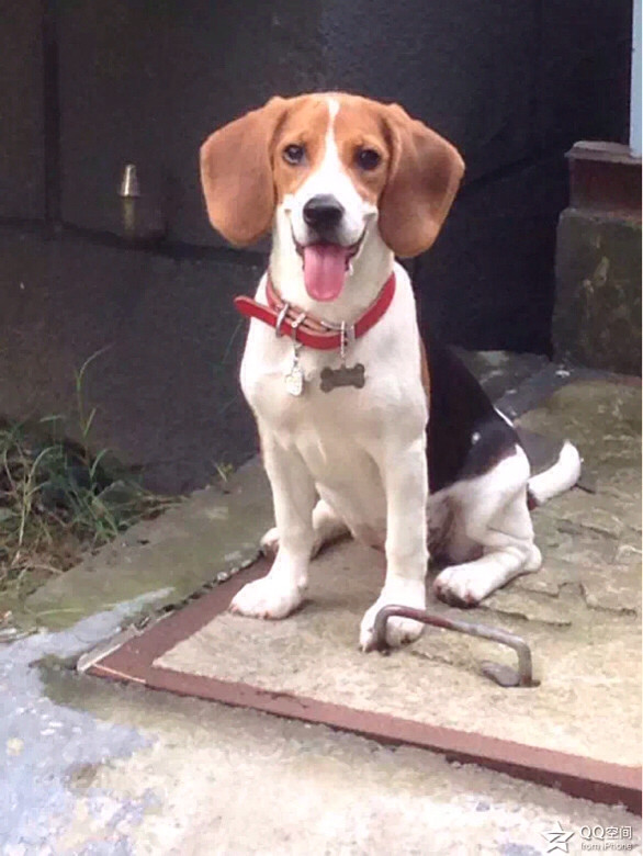 纯种7个月米格鲁猎兔犬寻找老公