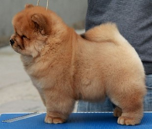 高品质黄松狮 毛量好 肉嘴松狮幼犬来看看