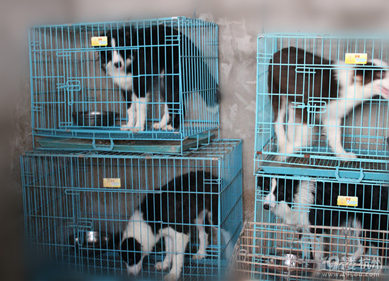 浙江宠爱联盟 龙虎马大型犬工作犬犬舍 2000起的边牧,可以办理血统