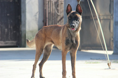 出售母马犬一条