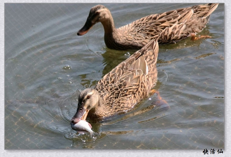鸭子吃鱼