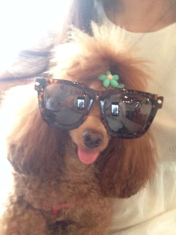 狗狗口臭怎么治