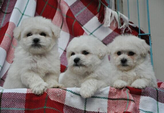 飞鱼比熊犬舍14年度下半年繁殖成果不断更新中