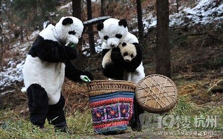 中国最爽工作:照顾大熊猫年入20万包吃住