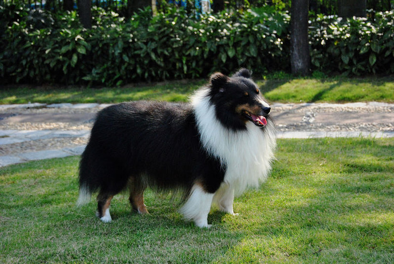 出售三色喜乐蒂公犬(已出售)