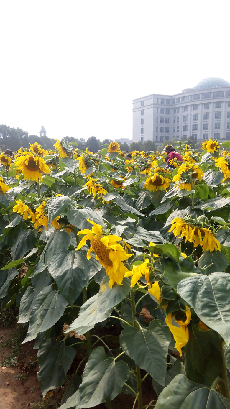 浙江工商大学向日葵图片