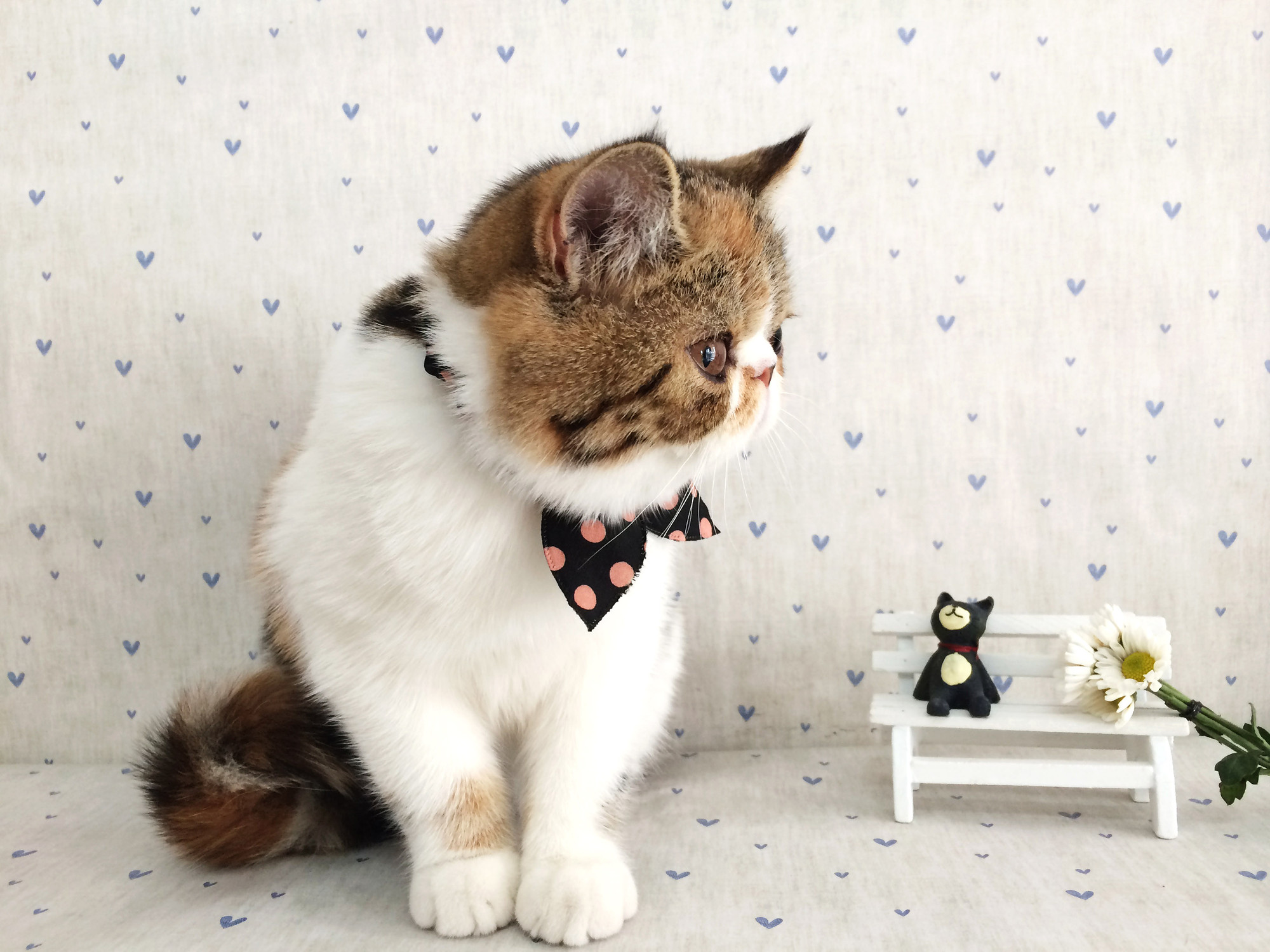 萌哒哒的加菲猫求包养