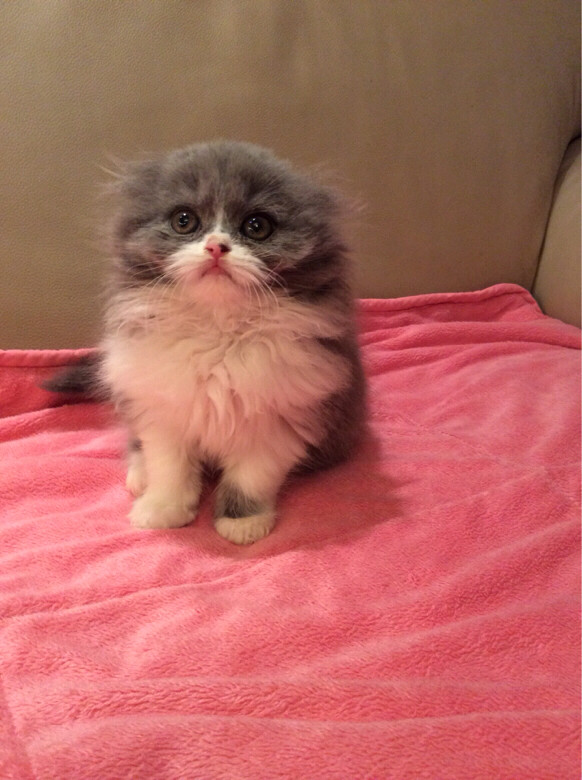 苏格兰折耳猫蓝猫蓝白高地折耳母