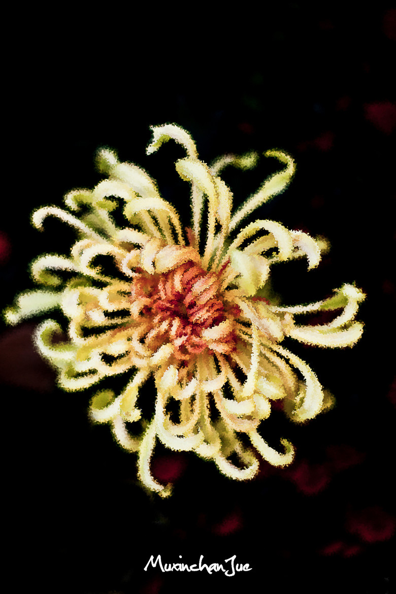 菊花ps后期 2014.11.17