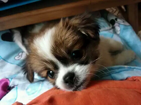 200元求购这样的小花狗