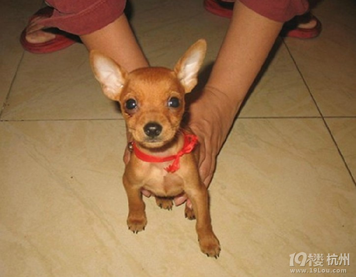 求家养棕色小鹿犬