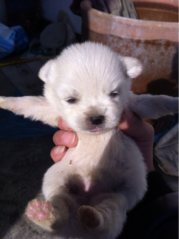 小金巴找粑粑麻麻