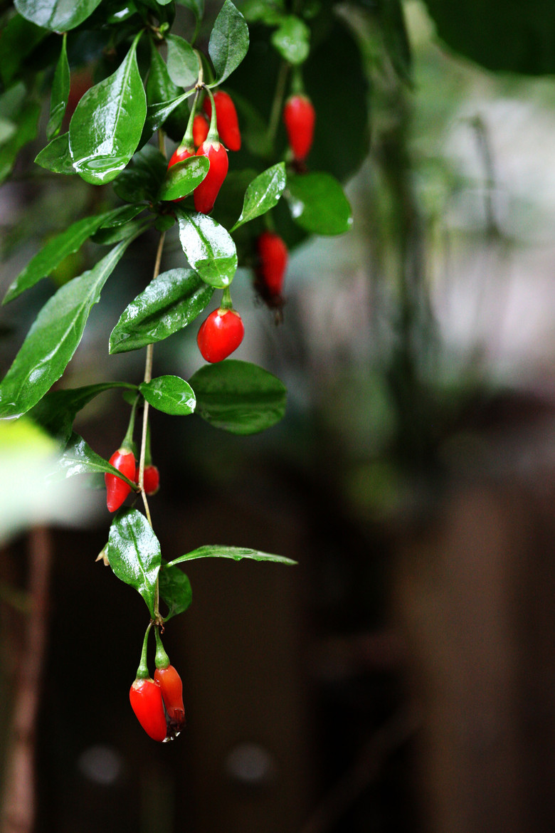 【新观察】秋风起枸杞红