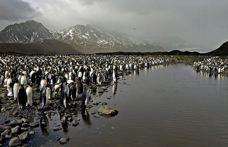    南极企鹅群面临严酷的生存环境