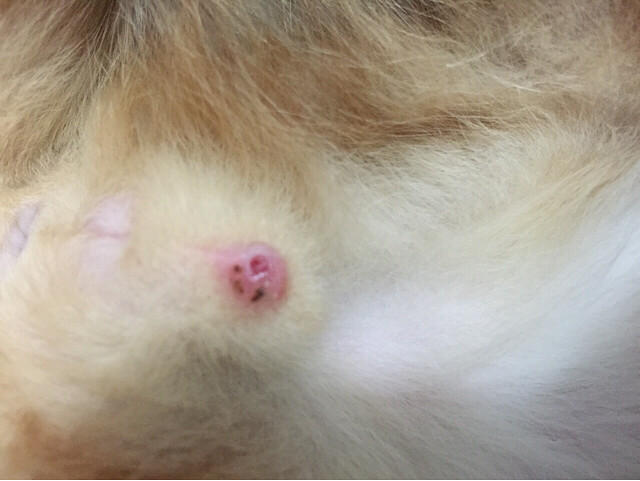 猫咪睾丸炎图片