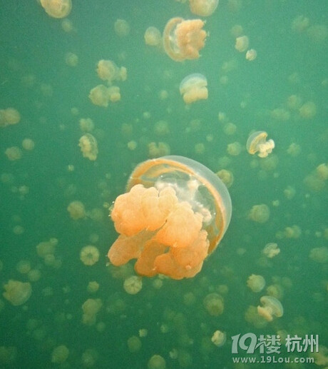 上帝的水族馆,来一个奇妙约会--帕劳