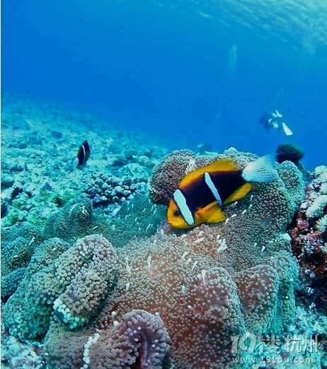 上帝的水族馆,来一个奇妙约会--帕劳