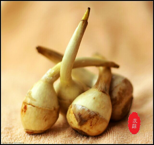 茨菇