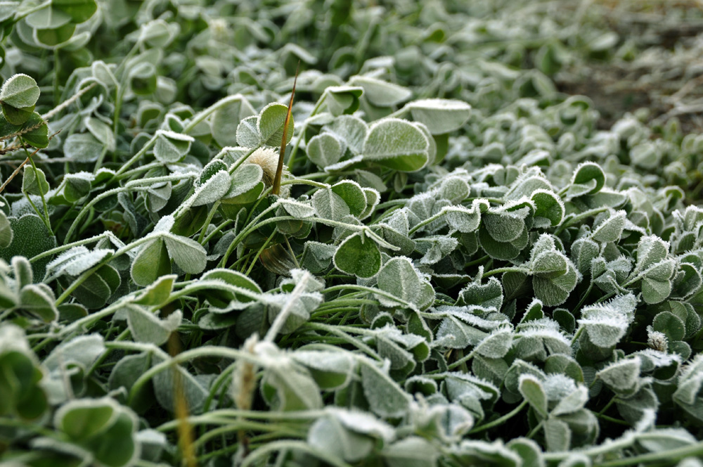 田野霜色亦唯美