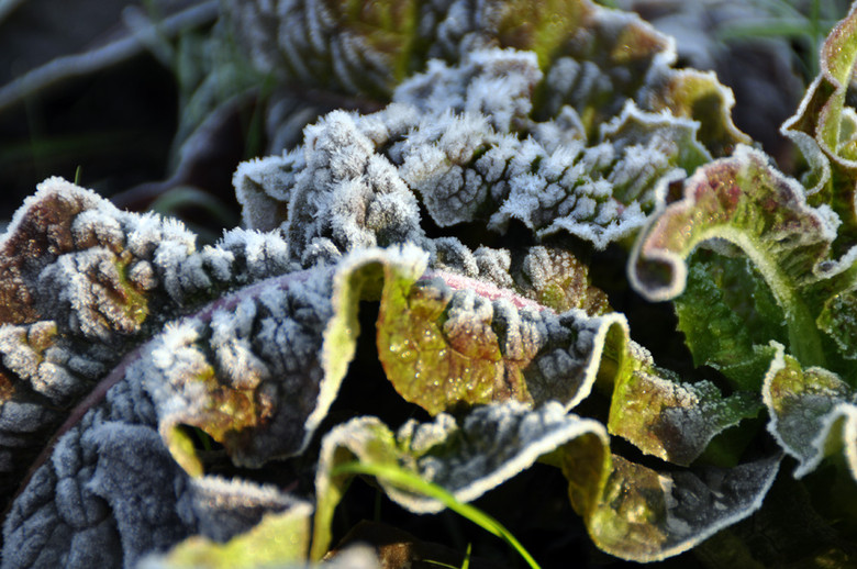 田野霜色亦唯美