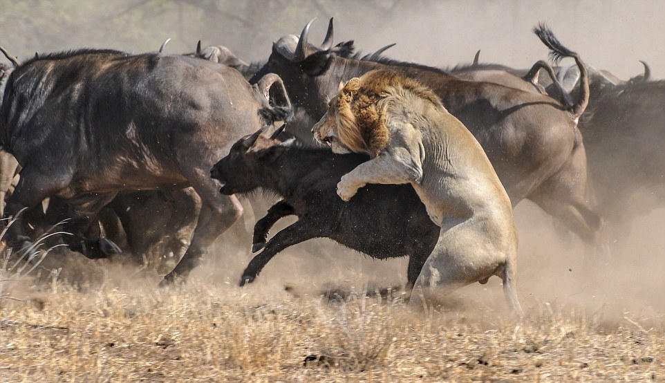 野牛为护子群殴饿狮