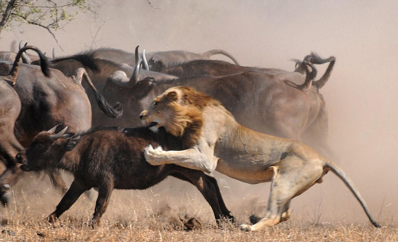 野牛为护子群殴饿狮