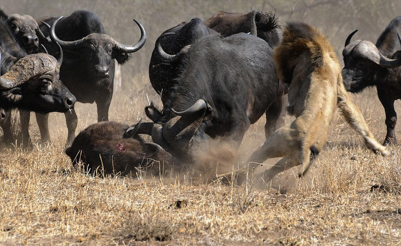 野牛为护子群殴饿狮