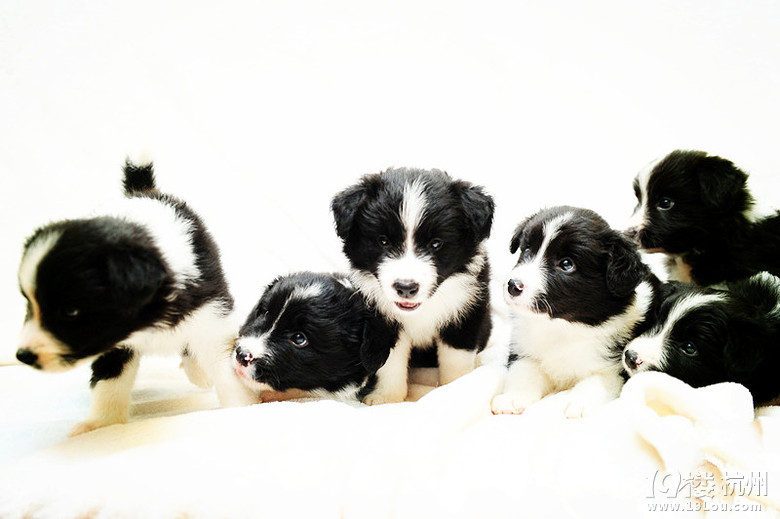 【杭州虹泰宠物医院】杭州唯一一家宠物医院进