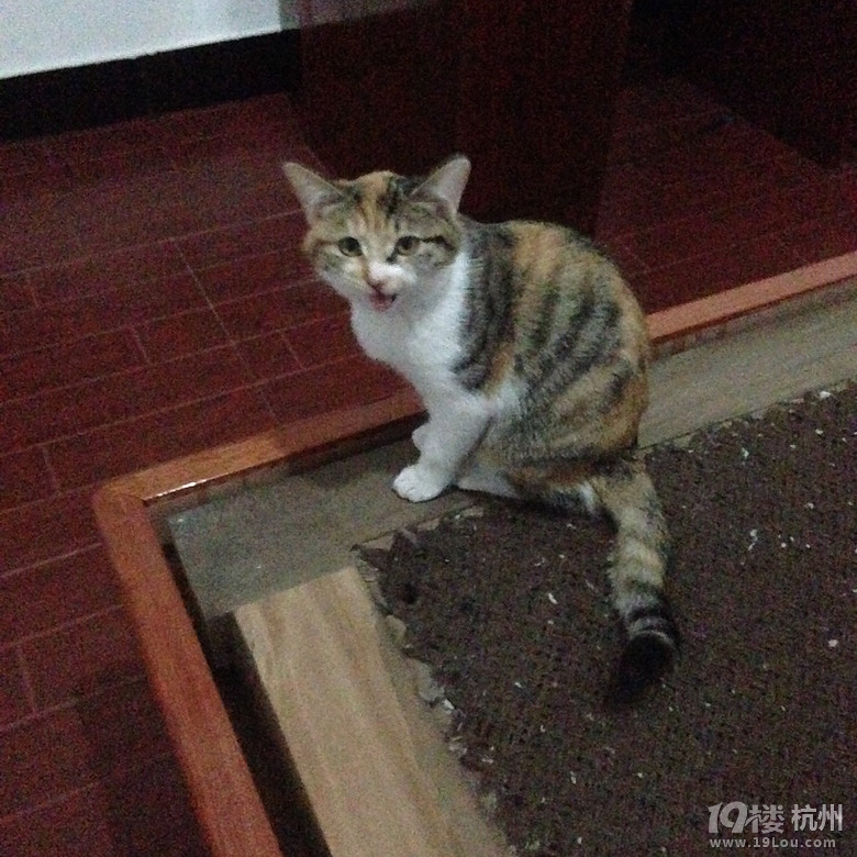 送一只小三花猫