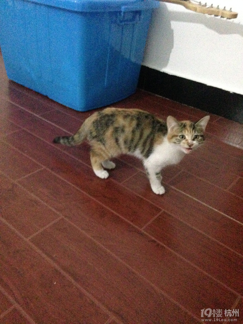 送一只小三花猫
