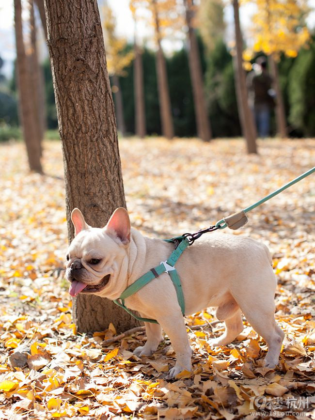 新到家的大jj法国斗牛犬