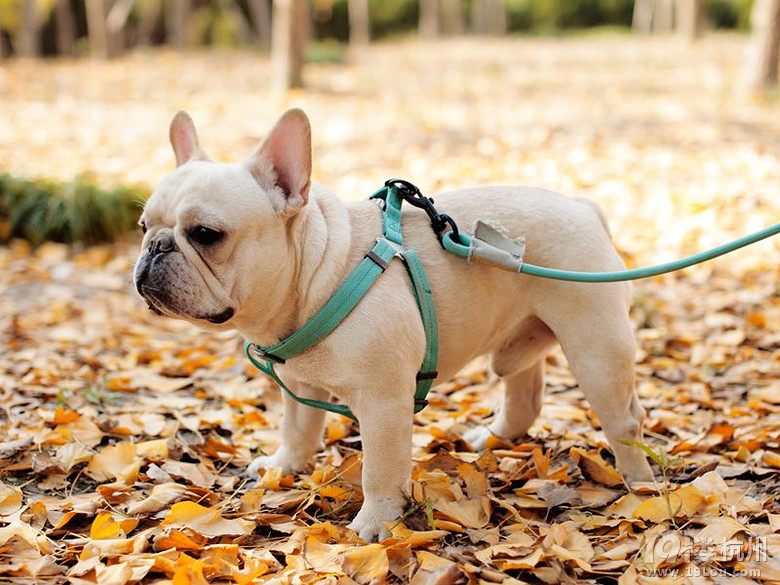 新到家的大jj法国斗牛犬