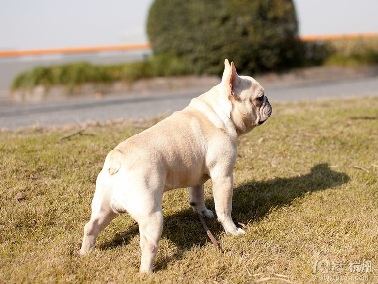 新到家的大jj法国斗牛犬