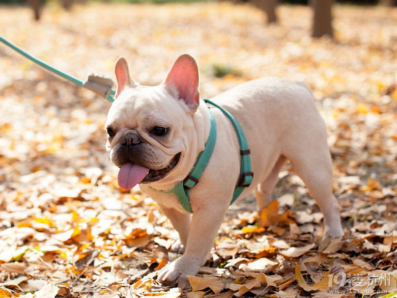 新到家的大jj法国斗牛犬